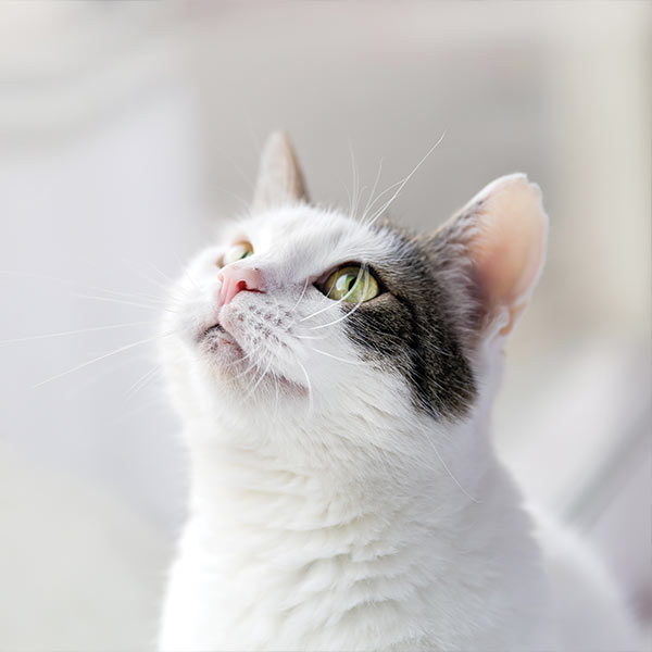 Cat Sitting - Southern New Jersey