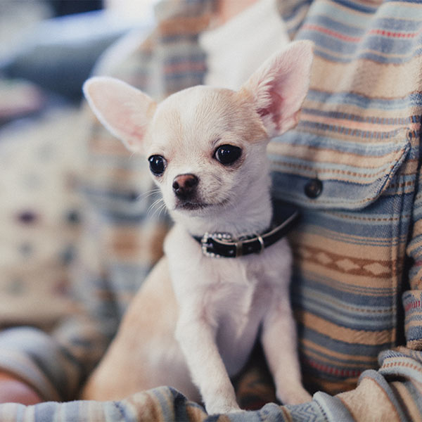 Pet Sitting - Southern New Jersey